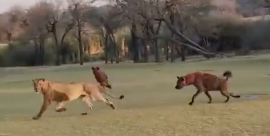 Realising it is outweighed by numbers the lioness finally gives up and is chased away from its own kill by two hyenas: PHOTO CREDIT:Skukuza Golf Club/Jamie Pyatt News Ltd