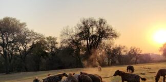As dawn breaks over the golf course that is unfenced so any of the wild animals in South Africa’s largest safari park has access to the course the pack of hyena’s settle into the kill ripping flesh from the body and head: PHOTO CREDIT:Skukuza Golf Club/Jamie Pyatt News Ltd