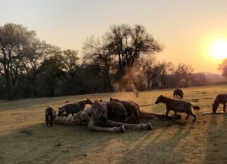 As dawn breaks over the golf course that is unfenced so any of the wild animals in South Africa’s largest safari park has access to the course the pack of hyena’s settle into the kill ripping flesh from the body and head: PHOTO CREDIT:Skukuza Golf Club/Jamie Pyatt News Ltd