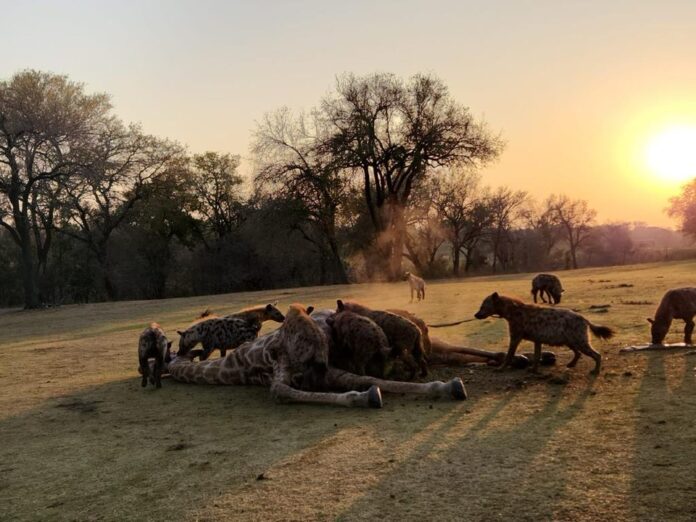 As dawn breaks over the golf course that is unfenced so any of the wild animals in South Africa’s largest safari park has access to the course the pack of hyena’s settle into the kill ripping flesh from the body and head: PHOTO CREDIT:Skukuza Golf Club/Jamie Pyatt News Ltd As dawn breaks over the golf course that is unfenced so any of the wild animals in South Africa’s largest safari park has access to the course the pack of hyena’s settle into the kill ripping flesh from the body and head: PHOTO CREDIT:Skukuza Golf Club/Jamie Pyatt News Ltd