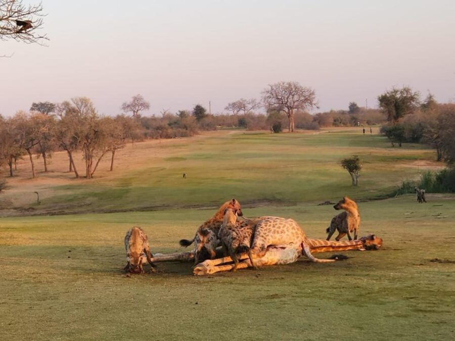 The hyena pack hear the calls from those feasting on the giraffe and join in for breakfast: PHOTO CREDIT:Skukuza Golf Club/Jamie Pyatt News Ltd