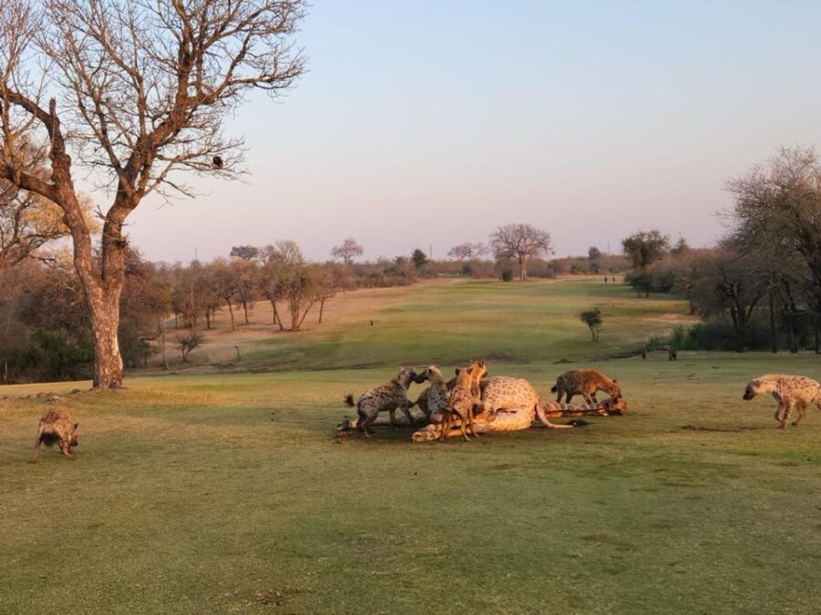 The hyenas continue to feast: PHOTO CREDIT:Skukuza Golf Club/Jamie Pyatt News Ltd