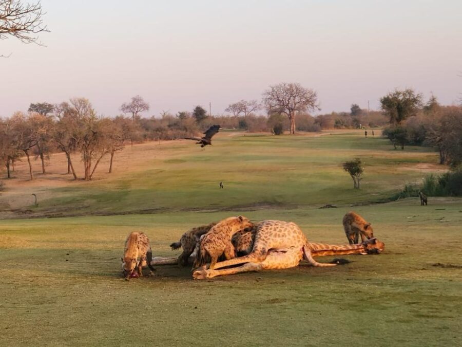 As the hyena’s tuck into the head, organs and tail a vulture begins to circle: PHOTO CREDIT:Skukuza Golf Club/Jamie Pyatt News Ltd