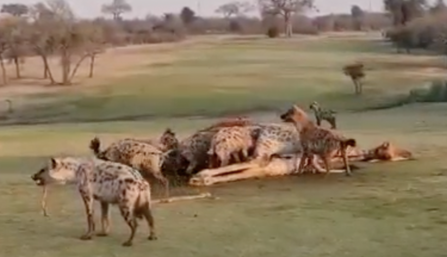 The feasting hyena’s keep an eye out on the lionesses still watching and hoping to reclaim their kill: PHOTO CREDIT:Skukuza Golf Club/Jamie Pyatt News Ltd