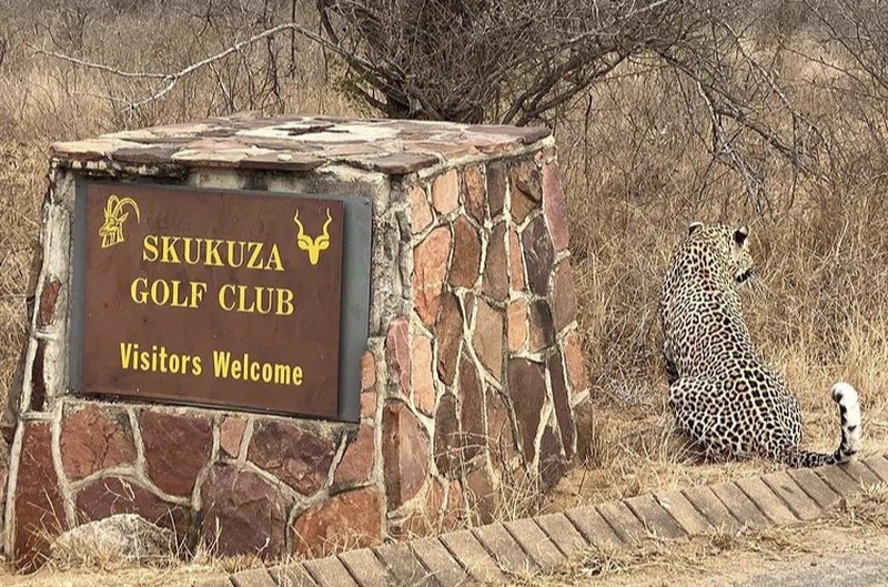 A deadly leopard sits by the Skukuza Golf Club sign welcoming visitors to the Par-9 18-tee course PHOTO CREDIT:Skukuza Golf Club/Jamie Pyatt News Ltd