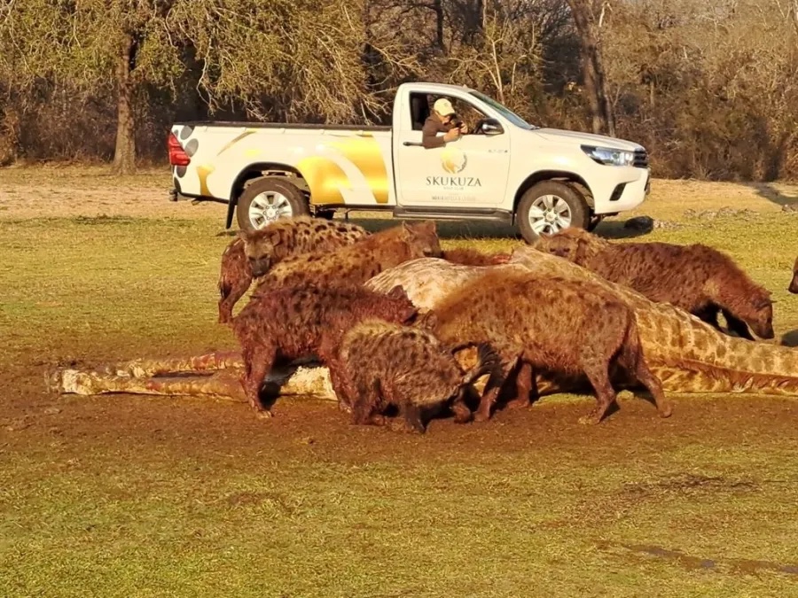 Skukuza Golf Club staff member eyes up the “hazard” on the eight hole and decides how to tackle it: PHOTO CREDIT:Skukuza Golf Club/Jamie Pyatt News Ltd