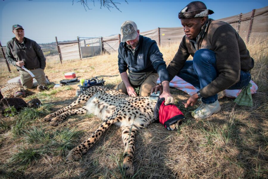 Babanango Game Reserve, cheetah, South Africa, Zululand, safari