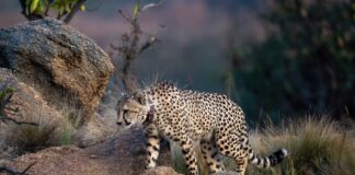 cheetah, collared cheetah, babanango game reserve, zululand, safari south africa, cheetah walking on rocks in the wilderness