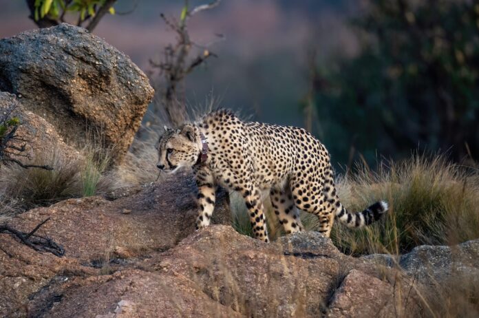 Photo by Andrew Baxter of Babanango Game Reserve 3 cheetah, collared cheetah, babanango game reserve, zululand, safari south africa, cheetah walking on rocks in the wilderness