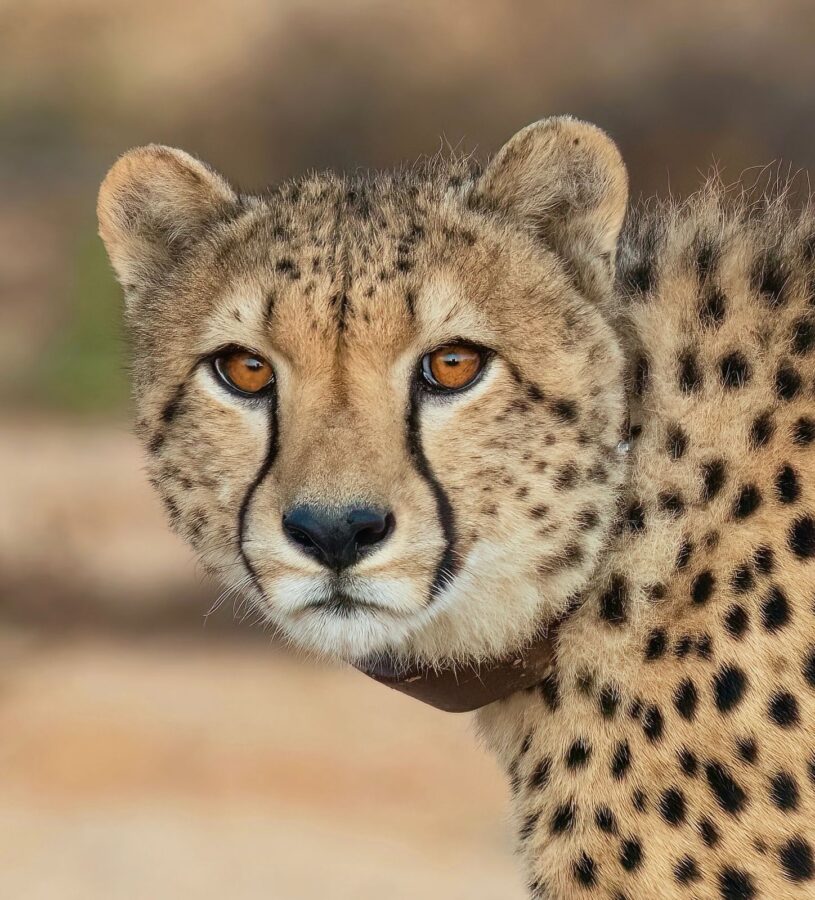cheetah, closeup of cheetah profile, collared cheetah, Babanango Game Reserve, Zululand