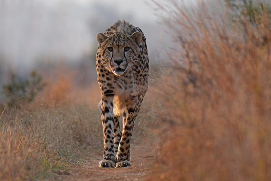Babanango Game Reserve, cheetah, collared cheetah, Zululand, cheetah in the wild, cheetah walking through long grass at sunset