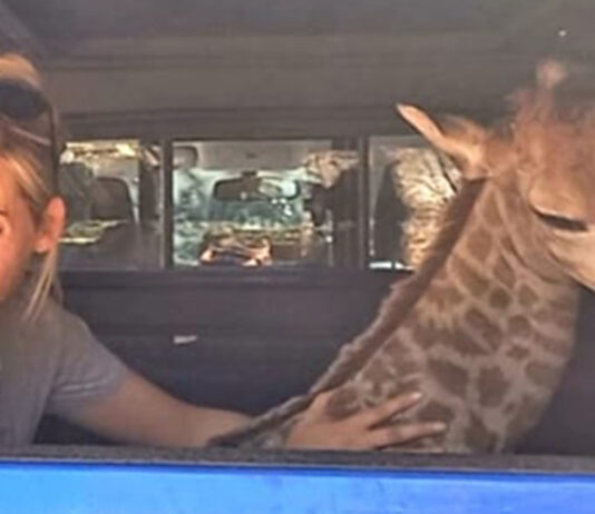 baby giraffe rescue South Africa