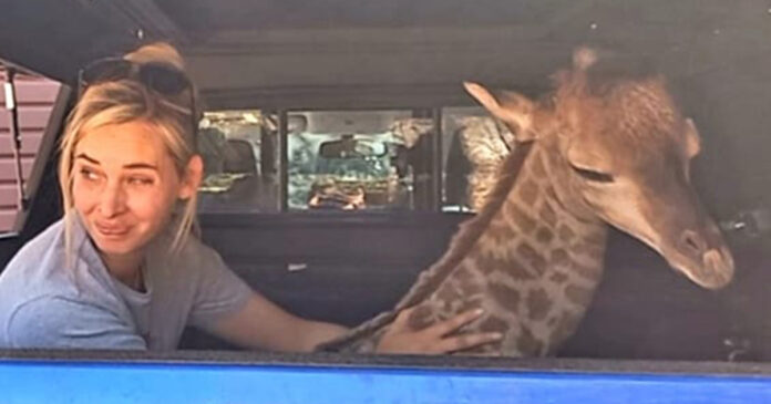 baby-Giraffe-rescue-th baby giraffe rescue South Africa