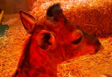 Rescued Baby Giraffe Marvin Sadly Passes Away