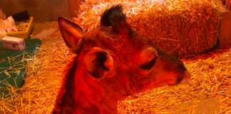 Rescued Baby Giraffe Marvin Sadly Passes Away