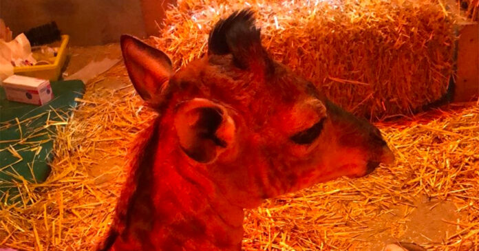 baby-giraffe-marvin-south-africa Rescued Baby Giraffe Marvin Sadly Passes Away