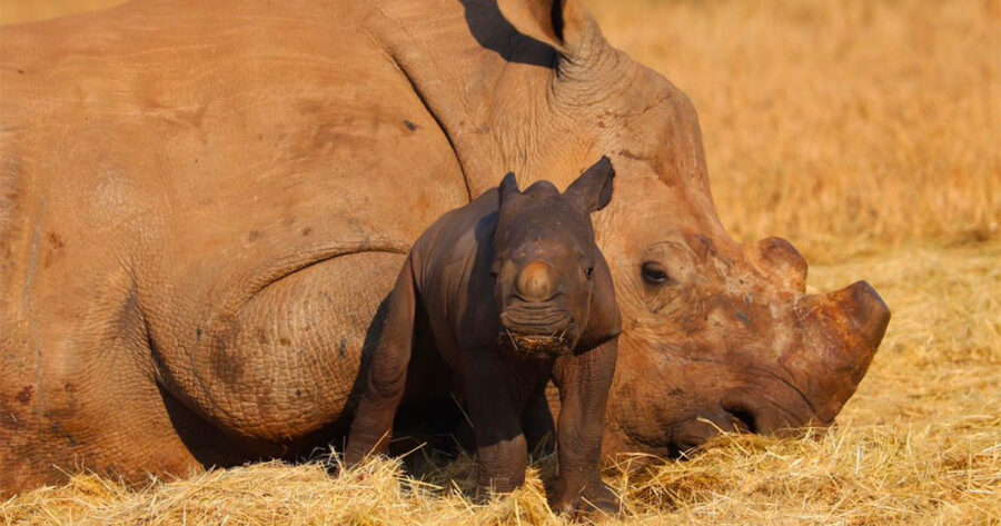 WATCH Amazing Footage of Rhino Calf Birth - The Full Video