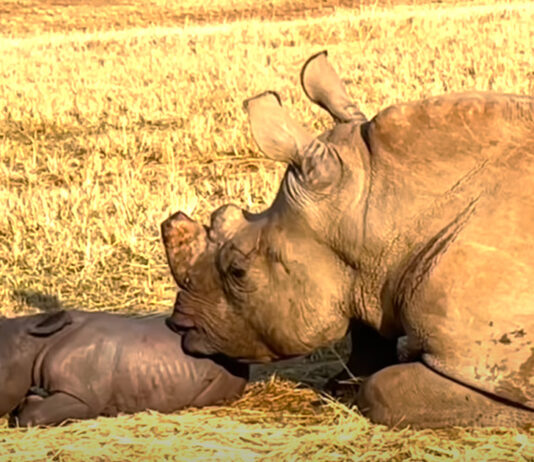 WATCH Amazing Footage of Rhino Calf Birth - The Full Video