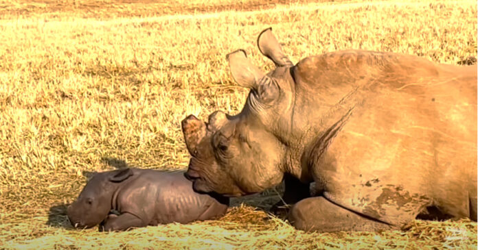baby-rhino-calf-birth-south-africa WATCH Amazing Footage of Rhino Calf Birth - The Full Video