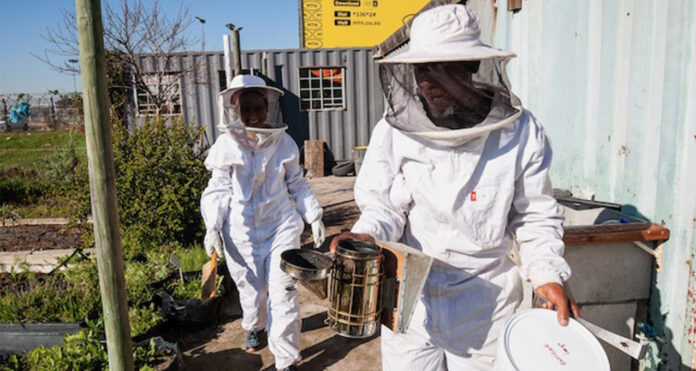 beekeeper_1_extra_large Gugulethu’s sweetest business