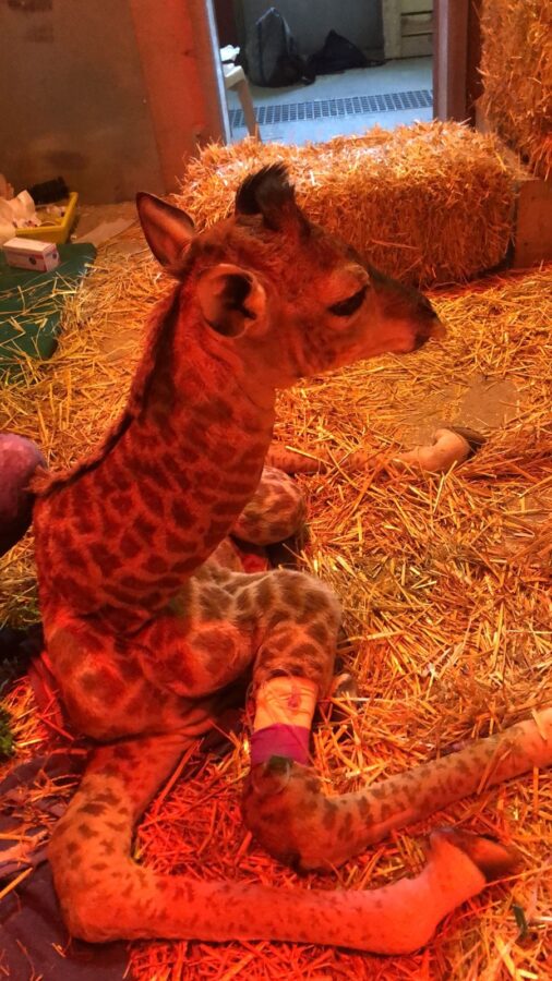 baby giraffe rescue South Africa