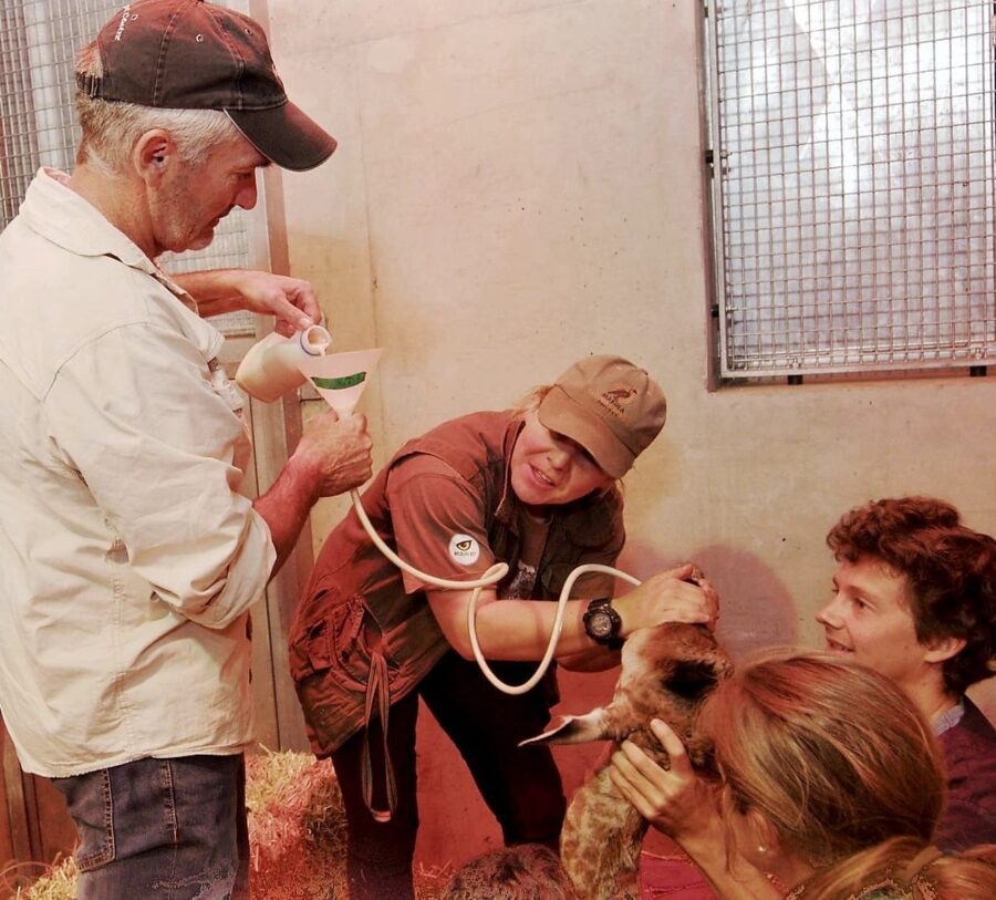 baby giraffe rescue South Africa