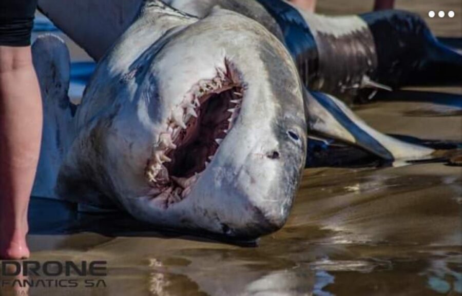 A 9-foot-long great white shark has washed up on the beach in Mossel Bay, South Africa, after being attacked and having its liver ripped out by killer whales.