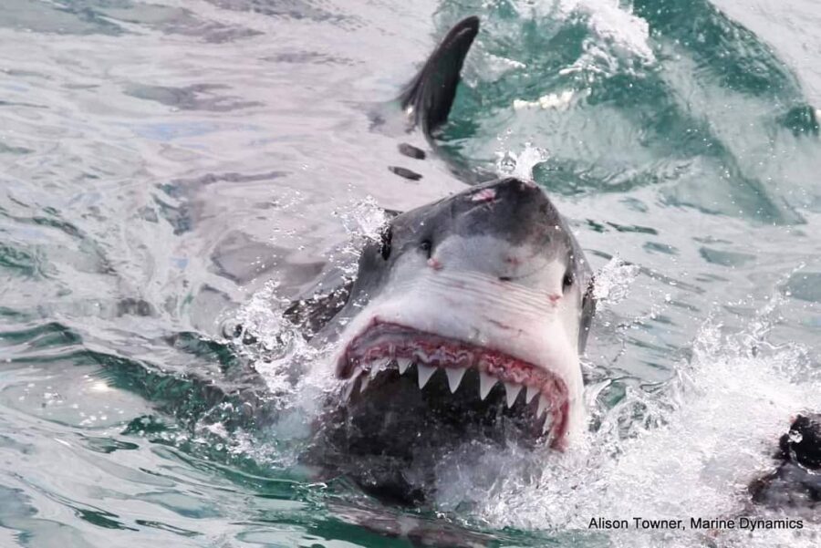 A great white shark that can reach 2000kg and 20ft long and swim at 35mph is one of the ocean's most fearsome predators