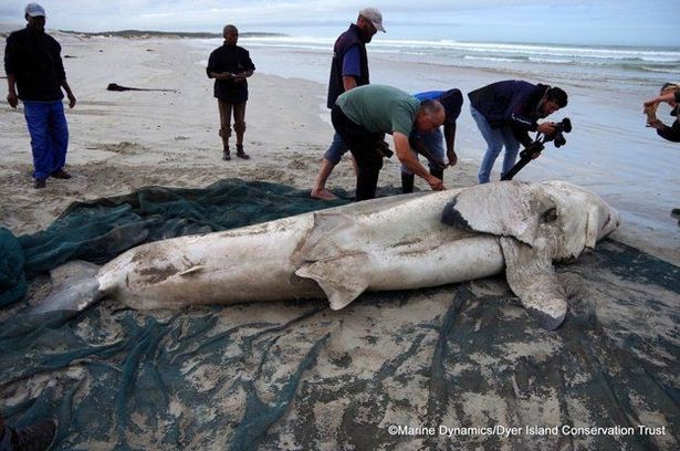 A 12ft great white shark washed up on a South African coast in 2019 after having its liver ripped out by a killer whale.