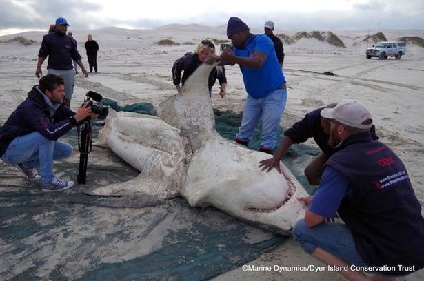 A 12ft great white shark washed up on a South African coast in 2019 after having its liver ripped out by a killer whale.
