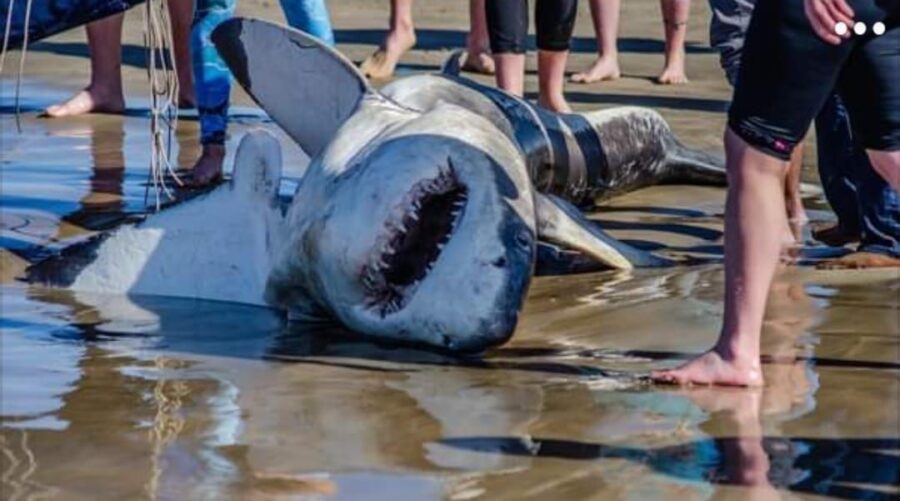 The deadly jaws of a 9ft great white shark that was killed after being attacked by killer whales for its liver.