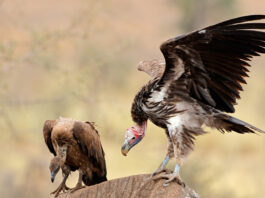 vultures poisoned kruger national park