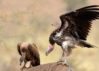 vultures poisoned kruger national park