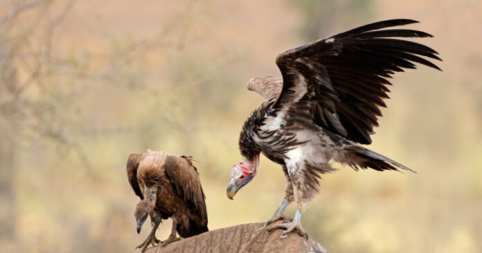 vultures poisoned kruger national park