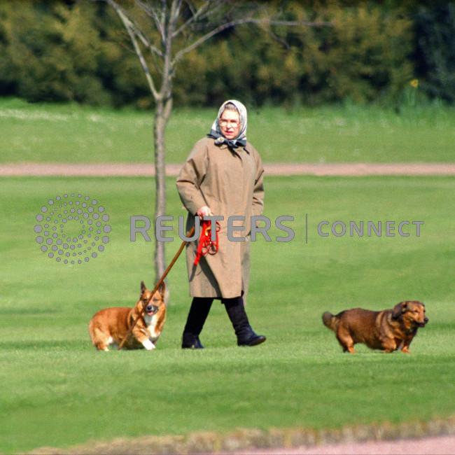 Queen's corgis being looked after 'very well', says Prince William