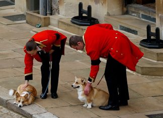 The royal corgis await the cortege on the day of the state funeral and burial of Britain's Queen Elizabeth, at Windsor Castle in Windsor, Britain, September 19, 2022. REUTERS/Peter Nicholls/Pool
