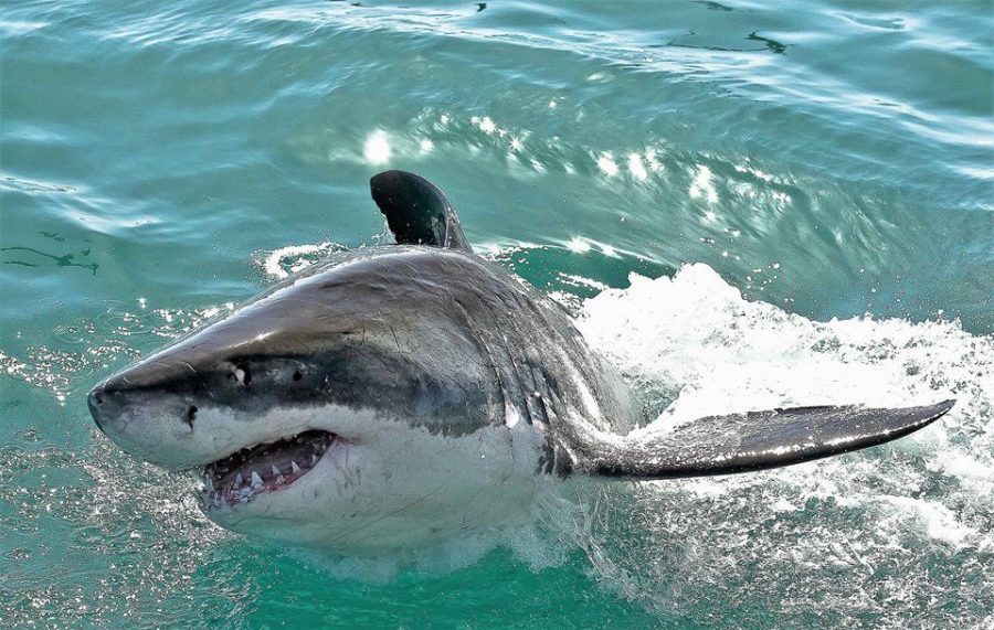 Plett Shark Attack: Cape Town Woman Killed by Great White Shark in Plettenberg Bay