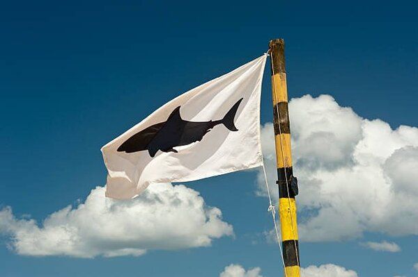 Plett Shark Attack: Cape Town Woman Killed by Great White Shark in Plettenberg Bay