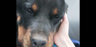Rottweiler-abandoned-Joburg