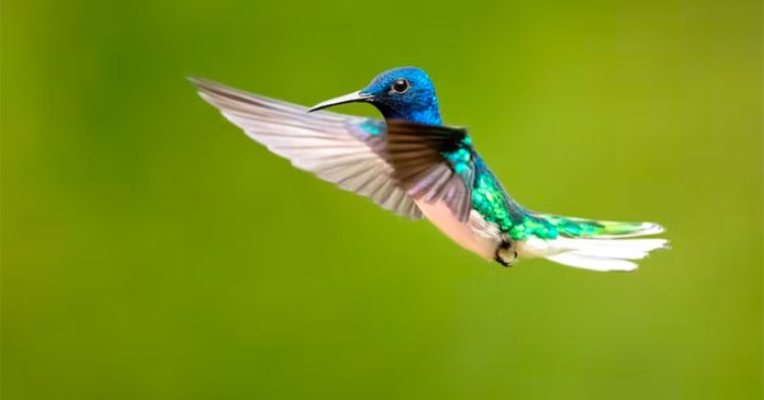 hummingbird The white-necked jacobin (Florisuga mellivora) is a medium-size hummingbird Milan Zygmunt/Shutterstock