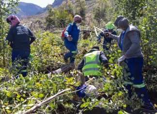 A ground team clears invasive alien plants from Wemmershoek catchment area. Photo: Ashraf Hendricks