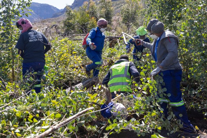 invasive plants groundup A ground team clears invasive alien plants from Wemmershoek catchment area. Photo: Ashraf Hendricks