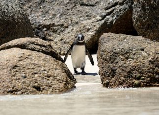 penguins-boulder-avian-flu-reuters