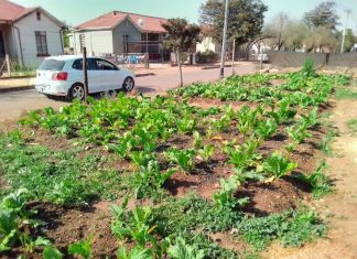 What was a rubbish dump has been turned into a vegetable garden in Salvokop, Tshwane. Photo: Ezekiel Kekana