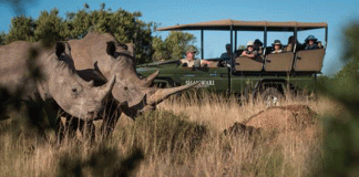 Conserving rhinos is about more than just stopping poachers