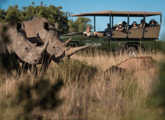 Conserving rhinos is about more than just stopping poachers