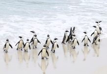 Outbreak of avian flu at Cape Town's penguin colony