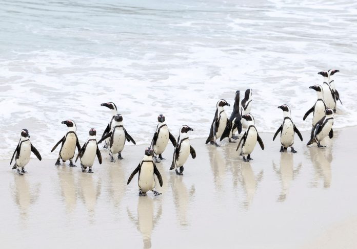 Outbreak of avian flu at Cape Town's penguin colony