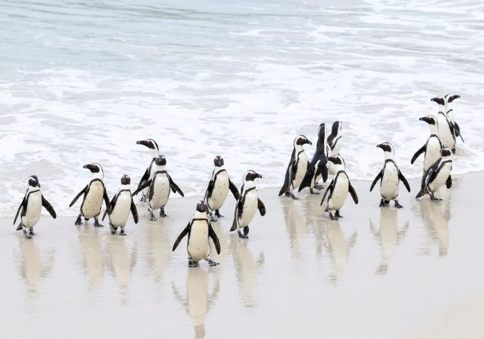 Outbreak of avian flu at Cape Town's penguin colony Outbreak of avian flu at Cape Town's penguin colony