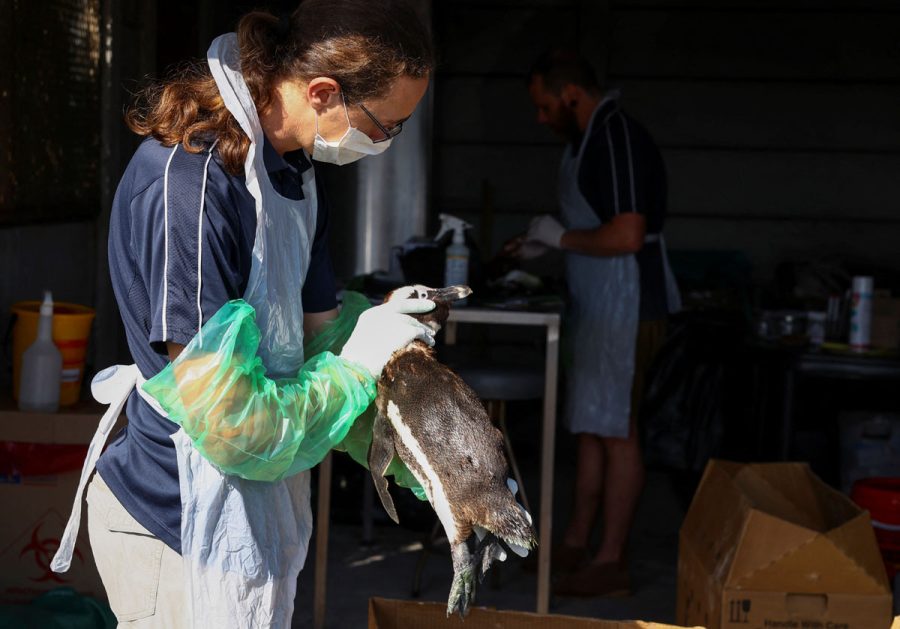 Outbreak of avian flu at Cape Town's penguin colony